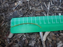 Podocarpus parlatorei