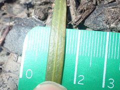 Podocarpus parlatorei