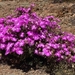 Lampranthus brevistaminus - Photo (c) Marion Maclean, some rights reserved (CC BY-NC), uploaded by Marion Maclean