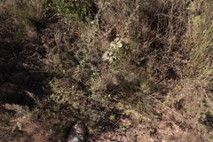 Cliffortia ferruginea