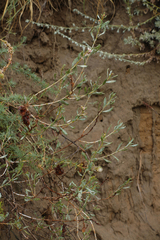 Atraphaxis frutescens