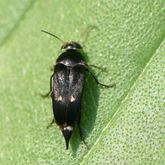 Mordella quadripunctata