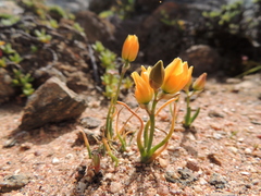Ornithogalum rupestre