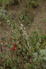 Atraphaxis frutescens