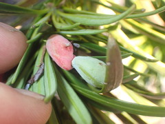 Podocarpus macrophyllus maki