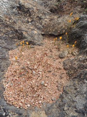 Ornithogalum rupestre