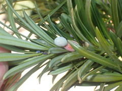 Podocarpus macrophyllus maki