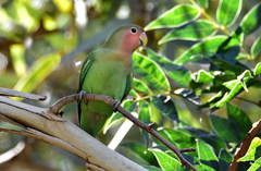 Agapornis roseicollis