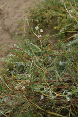 Atraphaxis frutescens