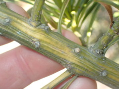 Podocarpus macrophyllus maki