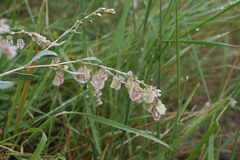 Atraphaxis frutescens