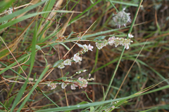 Atraphaxis frutescens