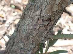 Podocarpus macrophyllus maki