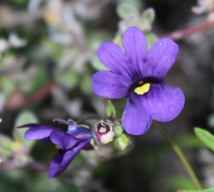 Nemesia leipoldtii