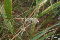 Atraphaxis frutescens