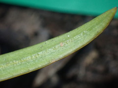 Podocarpus macrophyllus maki
