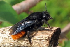 Megachilini