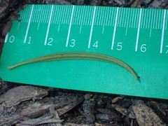 Podocarpus macrophyllus maki