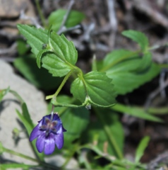 Nemesia leipoldtii