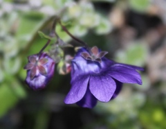 Nemesia leipoldtii