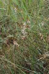 Atraphaxis frutescens