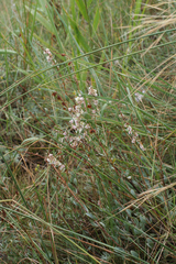 Atraphaxis frutescens