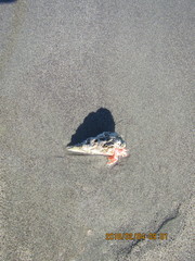 Diacanthurus spinulimanus