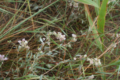 Atraphaxis frutescens