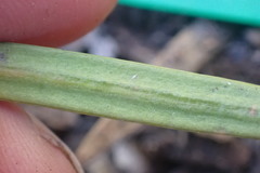 Podocarpus macrophyllus maki