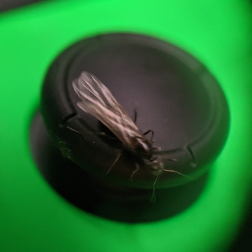 Mousy Pyramid Ant photo 4