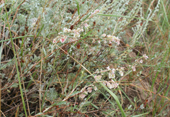 Atraphaxis frutescens