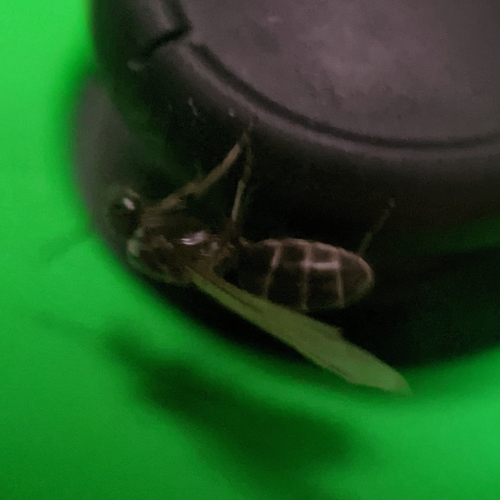 Mousy Pyramid Ant photo 2