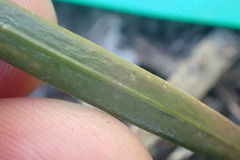 Podocarpus macrophyllus maki