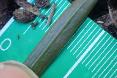 Podocarpus macrophyllus maki