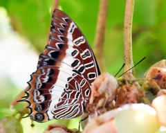 Charaxes brutus natalensis