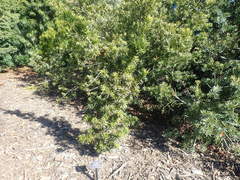 Podocarpus macrophyllus maki