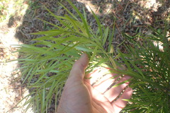 Afrocarpus gracilior