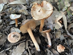 Inocybe roseifolia