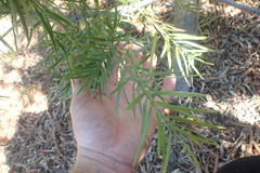 Afrocarpus gracilior