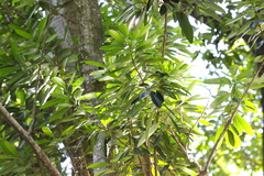 Elaeodendron orientale