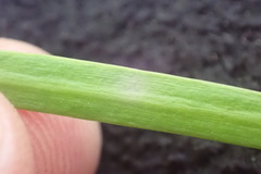 Afrocarpus gracilior