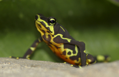 Limosa Harlequin Frog photo 3