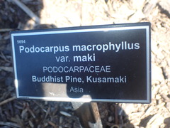 Podocarpus macrophyllus maki