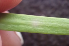 Afrocarpus gracilior