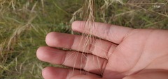 Aristida oligantha