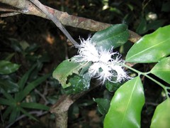 Ityraea electa