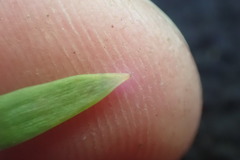 Afrocarpus gracilior