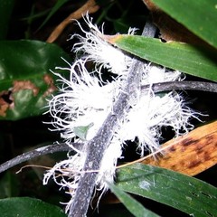 Ityraea electa