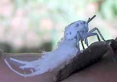 Ityraea electa