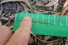 Afrocarpus gracilior